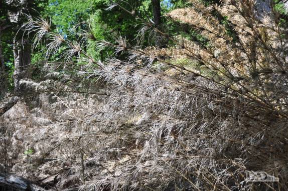 Bambuzal seco na trilha para o Refúgio San Martín, no lago Jakob, na região de Bariloche, na Argentina